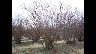 Pruning Blueberries with Patrick Byers and Elizabeth Wahle [upl. by Cates]