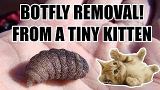 Botfly removal on a tiny kitten [upl. by Cantlon]