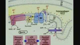 Lecture  24 Bioenergetics II [upl. by Foley]