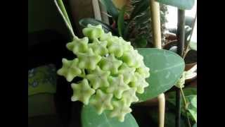 Hoya elliptica [upl. by Reagan307]