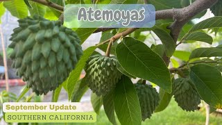 Fruits forming  Atemoyas Geffner and African Pride [upl. by Anirtruc]