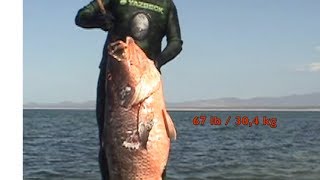 A pacific cubera snapper record Pagre dispo record [upl. by Llirrehs]