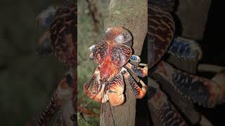 Unveiling the Secrets of Coconut crab ‐ discovery [upl. by Soraya218]