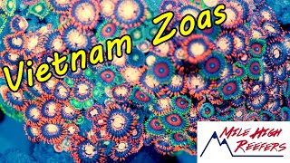 Coolest Budget Coral Vietnam Zoanthids [upl. by Waugh]