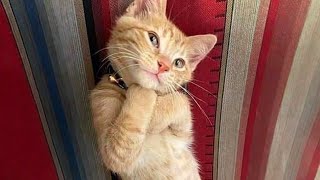 10 Minutes of Adorable cats and kittens videos to Keep You Smiling 🐱 [upl. by Berwick]