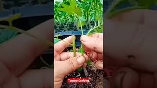 टमाटर की ग्राफ्टिंग कैसे करेंTomato grafting shortsvideos [upl. by Thaddeus]