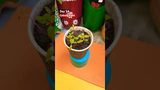 Grow Celosia From Seeds  How to sow celosia  सेलोसिआ को बीज से लगाए  Celosia Seeds Germination [upl. by Adnyc]