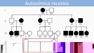 Lec21 Genética humana Análisis de patrones herencia monogénicos en genealogías umh1144 201415 [upl. by Urana919]