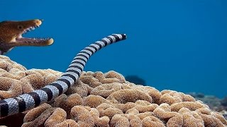 Sea Snake vs Moray Eel  Epic [upl. by Awra]