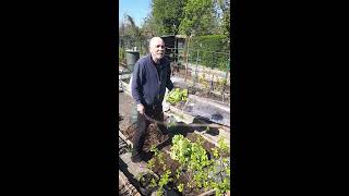 Christian Gutter jardinier amateur dans son jardin familial à Strasbourg dimanche 5 avril 2020 [upl. by Krystal]