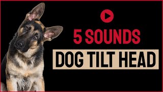 5 Sounds To Make Your Dog Tilt Head [upl. by Gapin675]