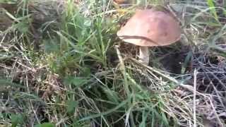 Birch Bolete Leccinum Scabrum [upl. by Audly]