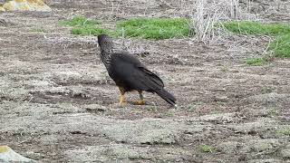 Striated Caracara  Falkland caracara [upl. by Vergos]