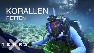 Bedrohung der Korallenriffe  Dirk Steffens auf den Seychellen  Terra X [upl. by Etteloc]