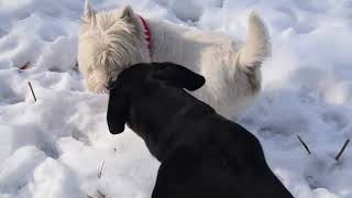 West Highland White Terrier Westie Bobby Keep your pecker up [upl. by Aesoh549]