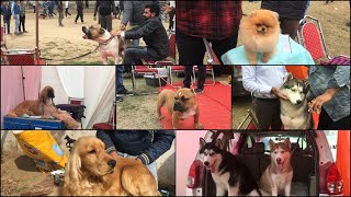 Patiala Dog Show 17th February 2019  KCI Dog Show [upl. by Eboh821]