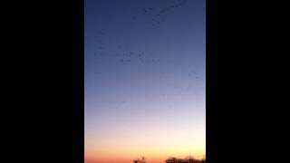 Sandhill Crane Migration Nebraska Mar 2012 [upl. by Lladnew]