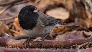 Dark Eyed Junco  Bird Docs [upl. by Killoran]