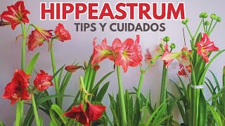 hippeastrum cuidados y tips chuyito jardinero [upl. by Idell]