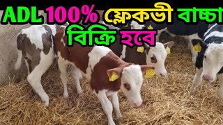 আমেরিকান ডেইরি লি ১০০ ফ্লেকভী ৭০৫ নং বুলের বাচ্চা বিক্রি হবে🐄American Dairy limited Bulls of semen [upl. by Analah]