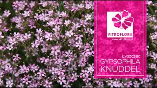 Poradnik ogrodnika Łyszczec Gypsophila quotKnuddelquot  VITROFLORA [upl. by Nnorahs]