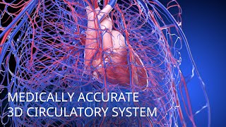 Medically accurate circulatory system 3d animation [upl. by Treva]