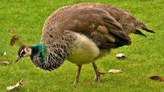 Peacock Female on Display  Peahen Bird [upl. by Dibrin360]