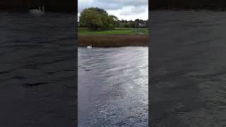 Swans swimming river shannon lanesborough [upl. by Fachan]