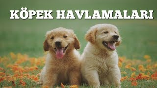 Köpeğim Hav Hav Der  Eğlenceli Bebek ve Çocuk Şarkısı  Tatlış Tavşan [upl. by Huber]