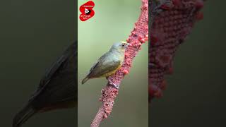 Olivebacked euphonia nice bird viralvideo funnyvideos [upl. by Nosniv]