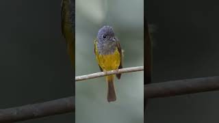 Greyheaded canaryflycatcherAmazing birdsshorts birds birdsoundsbird birdslover nature [upl. by Anikes]