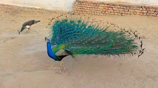 Peacock Closing Feathers Stunning  Desert Wildlife [upl. by Riffle]