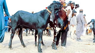 Bakra Mandi Sahiwal ki update betal Baredar Bakry 03124058010 Altaf goat farm [upl. by Ylrebme]