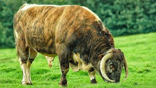 English longhorn bulls [upl. by Bartlett]