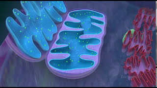 Mitochondria  the powerhouse of the cell  3D animated [upl. by Deach]