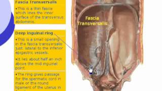 7 Abdomen Fascia transversalis [upl. by Araik]