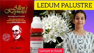 Ledum palustre homeopathic medicine Allens keynotes materia medica in hindi easy explanation [upl. by Ander490]