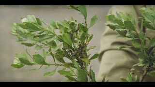 Boneseed Chrysanthemoides monilifera [upl. by Jenette493]