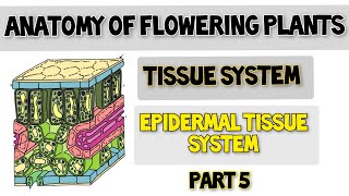 Epidermal tissues system ll Epidermis  stomata trichomesroot hairs l Anatomy of flowering plants [upl. by Rabbaj]