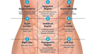 QUADRANTS AND REGIONS OF ABDOMEN  NURSING KNOWLEDGE [upl. by Muriah]