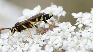 Ichneumon sarcitorius ♂ IchneumonidaeHymenoptera [upl. by Percival]