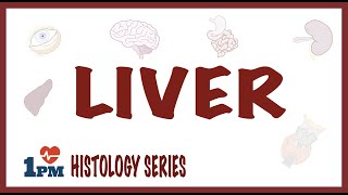 Liver Histology [upl. by Ahtilat]