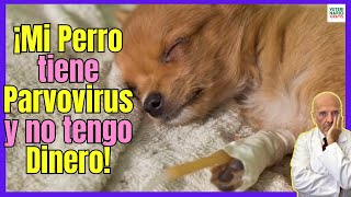 🔴 MI PERRO TIENE PARVOVIRUS Y NO TENGO DINERO ¿QUE HAGO ¿SE PUEDE SALVAR 🔴 [upl. by Aerdnod]