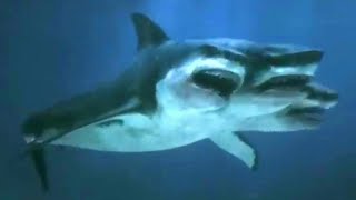 Shark Movie Is Julian Sands Full Movie  Shark Movies  The Midnight Screening [upl. by Adlihtam662]