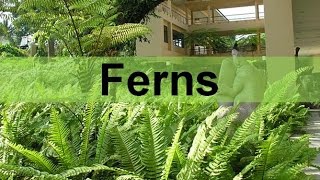 Fern Plants and their Life Cycle seedless vascular updated [upl. by Aggy]