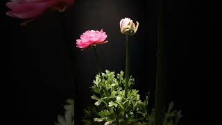 Ranunculus timelapse [upl. by Llessur]