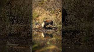 RARE Bush pig sighting  Marataba Game Reserve  South Africa [upl. by Tersina]