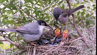 The Sardinian Warbler birds feeding their chicks [upl. by Ciaphus908]