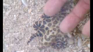 Playing with a blue ringed octopus  not good [upl. by Nolrac]