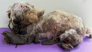 This DOG Was ABANDONED in HORRIBLE CONDITION and he wasnt alone Their recovery was TOUGH [upl. by Nerty]